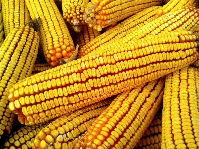 Кукуруза